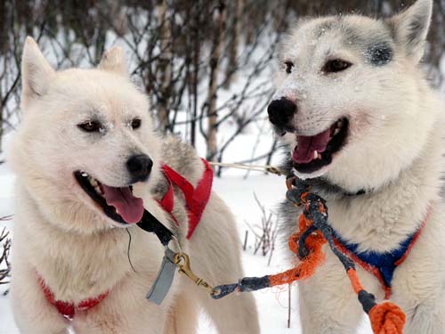 The ice hotel:  A day with the huskies