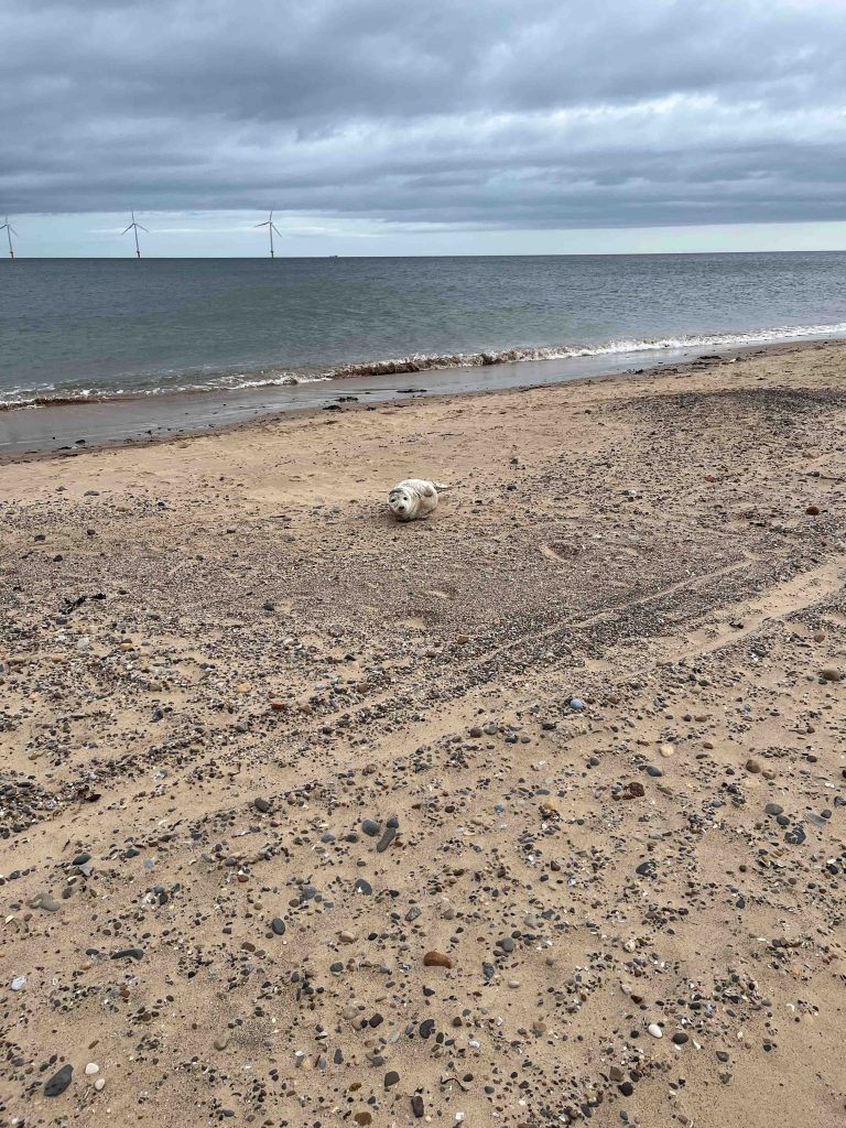 Seashore Sand Sculpture Workshops & Surprise Rescue at Redcar Kite Festival 4 seal rescue